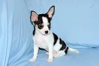 Connor- AKC smoothcoat, a male Chihuahua for sale in Abingdon, VA – Photo 2 of 9