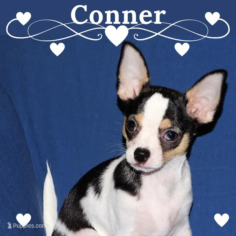 Connor- AKC smoothcoat – Chihuahua puppy for sale in Abingdon, VA