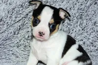 Connor- AKC smoothcoat, a male Chihuahua for sale in Abingdon, VA – Photo 3 of 8