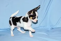 Connor- AKC smoothcoat, a male Chihuahua for sale in Abingdon, VA – Photo 4 of 9