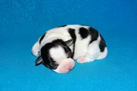 processed/c4479aa9-4f03-4eec-996c-99411a5657d5/listing/dcccdc3a-5049-4a81-b034-1cb8e7a332cd/bbed8243-1272-427e-891f-47aba4ebc5ea