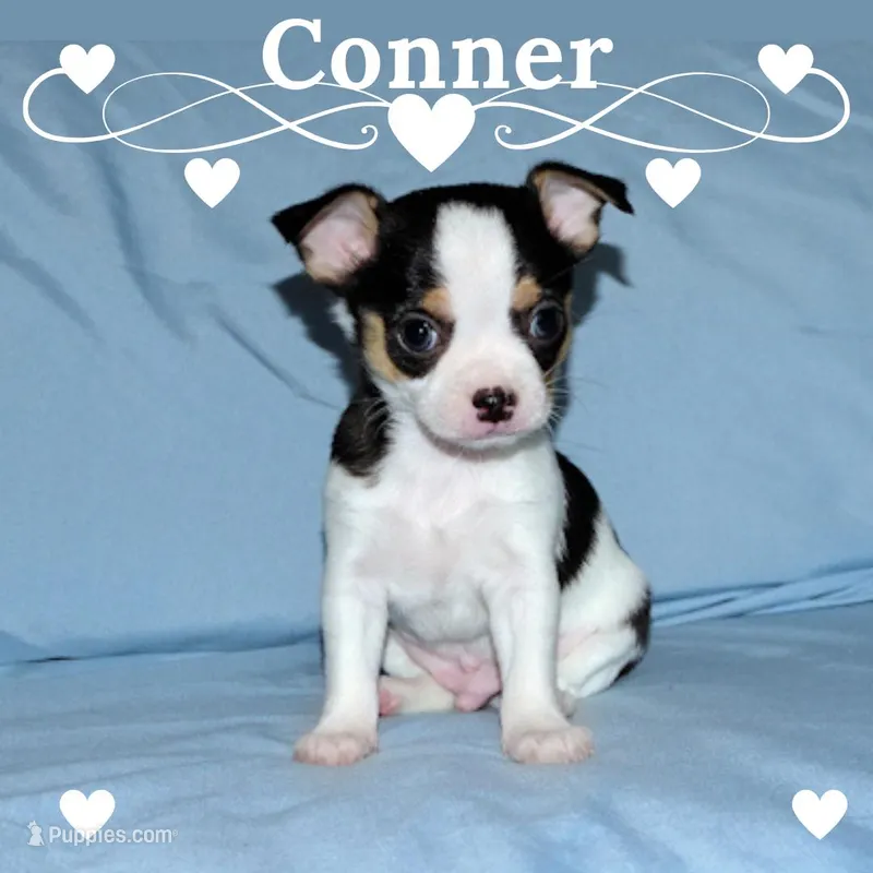 Connor- AKC smoothcoat