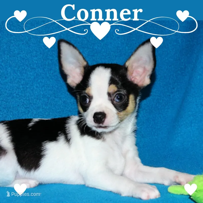 Connor- AKC smoothcoat – Chihuahua puppy for sale in Abingdon, VA