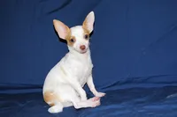 Ziggy-AKC Smoothcoat M, a male Chihuahua for sale in Abingdon, VA – 8 of 8