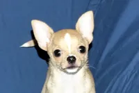 Lucky- AKC Smoothcoat Male, a male Chihuahua for sale in Abingdon, VA – 6 of 10