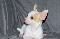 Ziggy-AKC Smoothcoat M, a male Chihuahua for sale in Abingdon, VA – 2 of 9