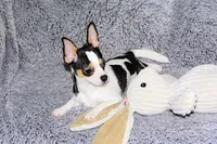 Connor- AKC smoothcoat, a male Chihuahua for sale in Abingdon, VA – 6 of 10