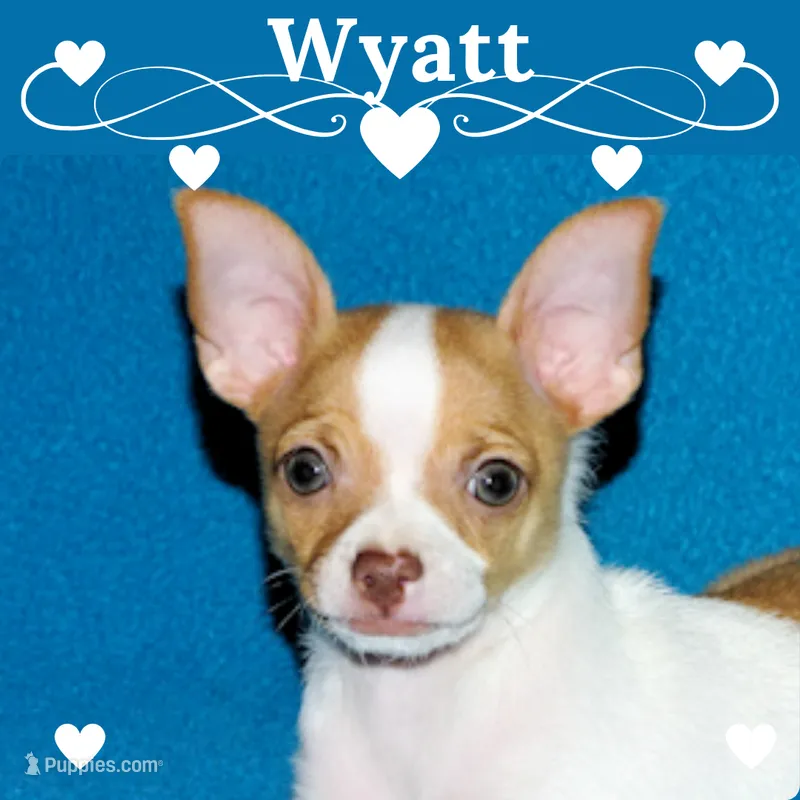 Wyatt- AKC Smoothcoat M – Chihuahua puppy for sale in Abingdon, VA