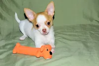 Marshmallow-AKC Smoothcoat M, a male Chihuahua for sale in Abingdon, VA – 2 of 9