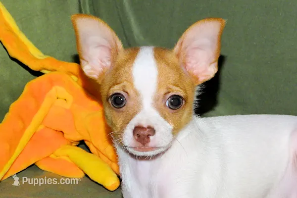 Wyatt- AKC Smoothcoat M – Chihuahua puppy for sale in Abingdon, VA