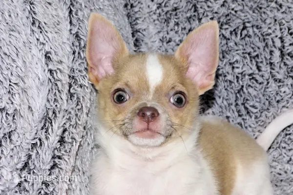 Devin- AKC smoothcoat Male – Chihuahua puppy for sale in Abingdon, VA
