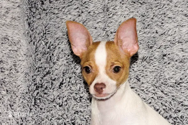 Wyatt- AKC Smoothcoat M – Chihuahua puppy for sale in Abingdon, VA