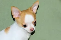 Marshmallow-AKC Smoothcoat M, a male Chihuahua for sale in Abingdon, VA – 4 of 9