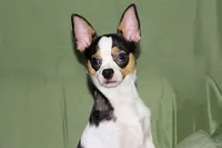 Connor- AKC smoothcoat, a male Chihuahua for sale in Abingdon, VA – 4 of 10
