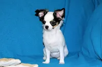 Carla-AKC Longcoat, a female Chihuahua for sale in Abingdon, VA – 5 of 9