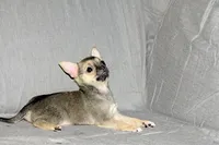 Posie-AKC Smoothcoat Female, a female Chihuahua for sale in Abingdon, VA – 4 of 9