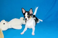 Connor- AKC smoothcoat, a male Chihuahua for sale in Abingdon, VA – 5 of 10