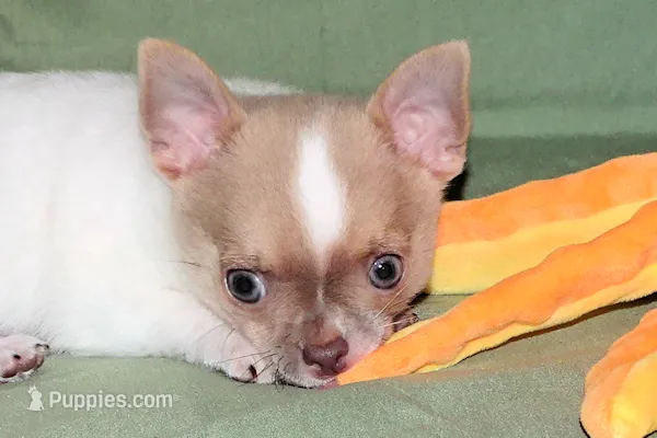 Devin- AKC smoothcoat Male – Chihuahua puppy for sale in Abingdon, VA