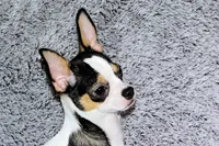 Connor- AKC smoothcoat, a male Chihuahua for sale in Abingdon, VA – 9 of 10