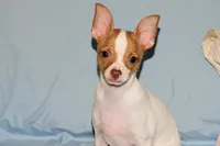 Wyatt- AKC Smoothcoat M, a male Chihuahua for sale in Abingdon, VA – 5 of 9