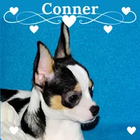 Connor- AKC smoothcoat, a male Chihuahua for sale in Abingdon, VA – 1 of 10
