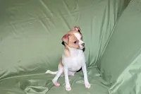 Wilbur-AKC Smoothcoat M, a male Chihuahua for sale in Abingdon, VA – 10 of 10
