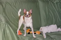 Wilbur-AKC Smoothcoat M, a male Chihuahua for sale in Abingdon, VA – 4 of 10