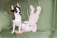 Connor- AKC smoothcoat, a male Chihuahua for sale in Abingdon, VA – 9 of 10