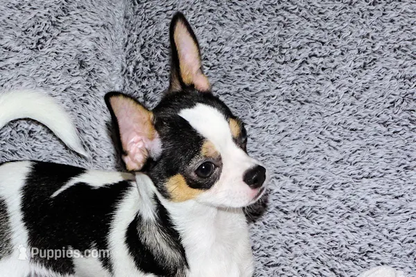 Connor- AKC smoothcoat – Chihuahua puppy for sale in Abingdon, VA