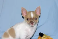 Devin- AKC smoothcoat Male, a male Chihuahua for sale in Abingdon, VA – 5 of 10