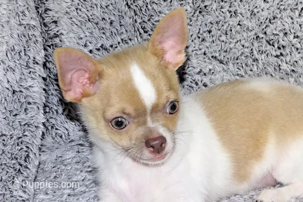 Devin- AKC smoothcoat Male – Chihuahua puppy for sale in Abingdon, VA