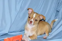 Berry-AKC Smoothcoat M, a male Chihuahua for sale in Abingdon, VA – 8 of 9