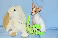 Wyatt- AKC Smoothcoat M, a male Chihuahua for sale in Abingdon, VA – 7 of 9
