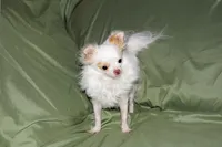 Mr. Mouse- AKC longcoat, a male Chihuahua for sale in Abingdon, VA – 8 of 8