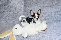 Connor- AKC smoothcoat, a male Chihuahua for sale in Abingdon, VA – 8 of 10