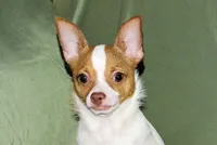 Wyatt- AKC Smoothcoat M, a male Chihuahua for sale in Abingdon, VA – 2 of 10