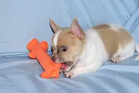 Devin- AKC smoothcoat Male, a male Chihuahua for sale in Abingdon, VA – 9 of 10