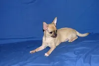 Posie-AKC Smoothcoat Female, a female Chihuahua for sale in Abingdon, VA – 9 of 10