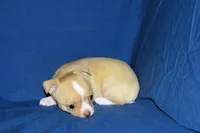 Berry-AKC Smoothcoat M, a male Chihuahua for sale in Abingdon, VA – Photo 2 of 7