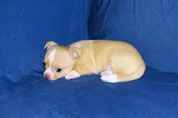 Berry-AKC Smoothcoat M, a male Chihuahua for sale in Abingdon, VA – Photo 6 of 7