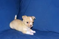 Berry-AKC Smoothcoat M, a male Chihuahua for sale in Abingdon, VA – Photo 7 of 7