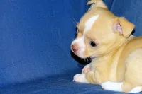 Berry-AKC Smoothcoat M, a male Chihuahua for sale in Abingdon, VA – Photo 4 of 7