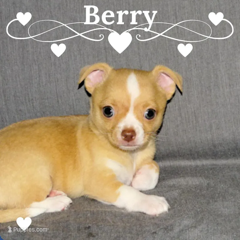Berry-AKC Smoothcoat M – Chihuahua puppy for sale in Abingdon, VA