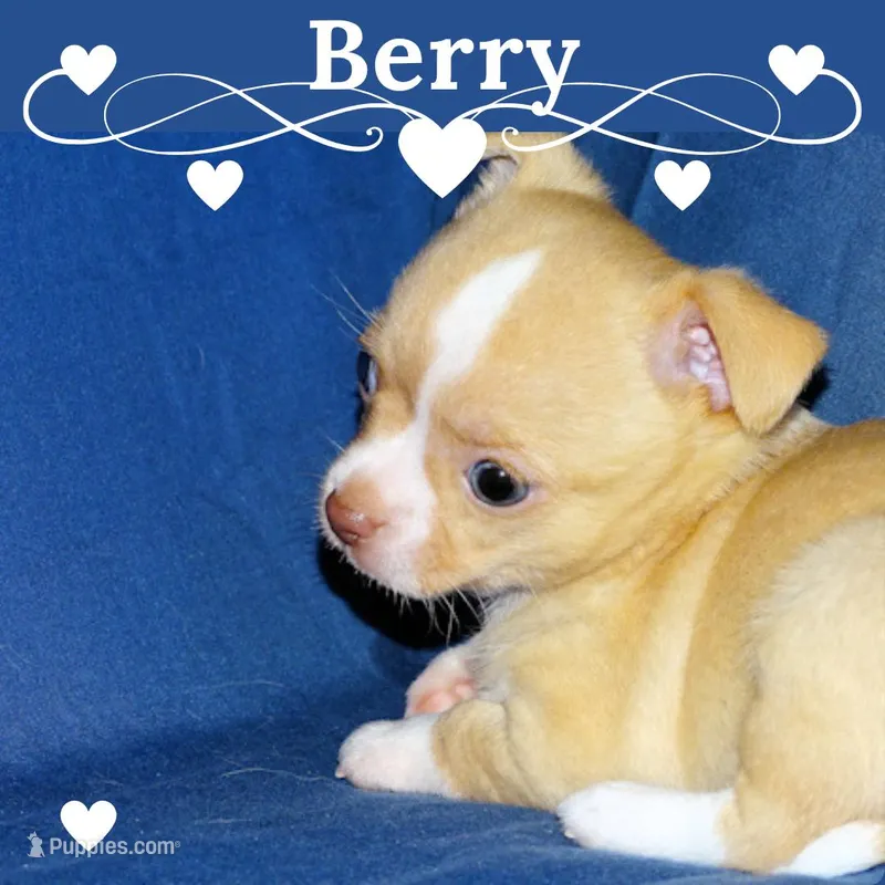 Berry-AKC Smoothcoat M – Chihuahua puppy for sale in Abingdon, VA