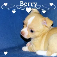 Berry-AKC Smoothcoat M, a male Chihuahua for sale in Abingdon, VA – Photo 1 of 7