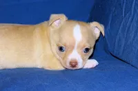 Berry-AKC Smoothcoat M, a male Chihuahua for sale in Abingdon, VA – Photo 5 of 7