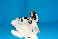 Connor- AKC smoothcoat, a male Chihuahua for sale in Abingdon, VA – 10 of 10