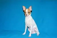 Wyatt- AKC Smoothcoat M, a male Chihuahua for sale in Abingdon, VA – 6 of 9