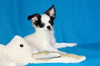 Carla-AKC Longcoat, a female Chihuahua for sale in Abingdon, VA – 6 of 9