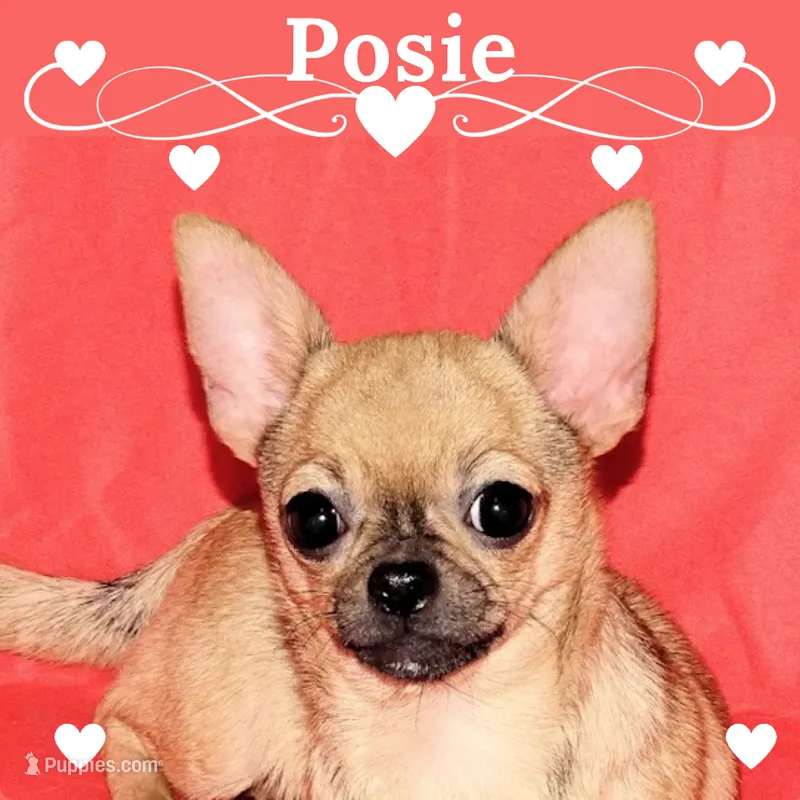 Posie-AKC Smoothcoat Female – Chihuahua puppy for sale in Abingdon, VA